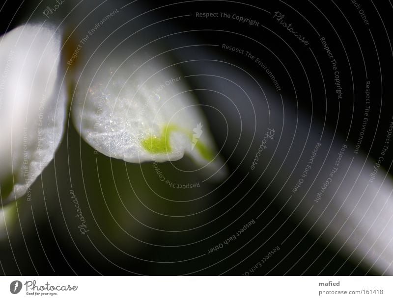 Aus der Dunkelheit ans Licht Blüte dunkel Unschärfe weiß grün Schneeglöckchen Frühling Makroaufnahme Nahaufnahme