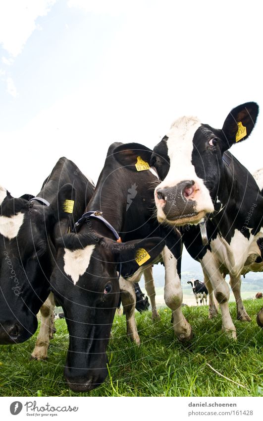 mehr Geld Kuh Landwirtschaft Grundbesitz Gras schwarz weiß Ernährung Säugetier Milcherzeugnisse