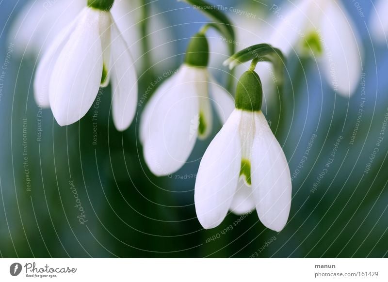 ...weiß Röckchen Schneeglöckchen Frühling frisch zart Blüte Morgen Frühlingsblume Frühblüher Frühlingstag Duft Frühlingsfest Frühlingsfarbe Gartenbau Park