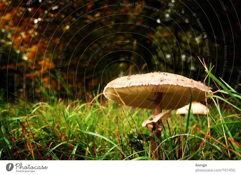 homunculus in silva stat... Natur Herbst Gras Wald Wachstum nass Einsamkeit Pilz Parasolpilz Waldboden feucht Waldlichtung Märchen fantastisch