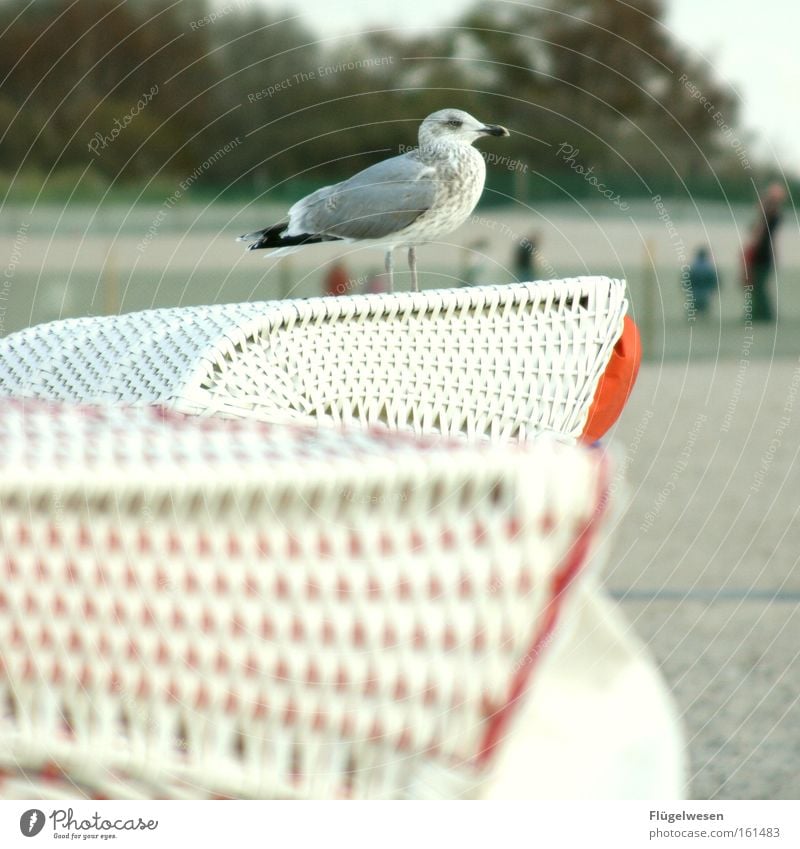 Möwenpick(nick) am Strand Meer Ostsee Vogel warten binden Sandstrand Schilfrohr Aussicht Rattan Küste Futter füttern Blick genießen Einsamkeit Nordsee Korb