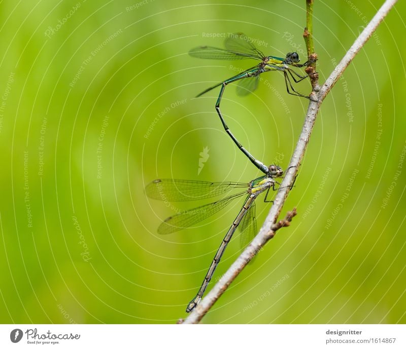 Liebe Ellen Safari Umwelt Natur Tier Sommer Pflanze Garten Park Wiese Wald Spreewald Tiergesicht Flügel Insekt Libelle 2 festhalten Beginn Partnerschaft Erotik