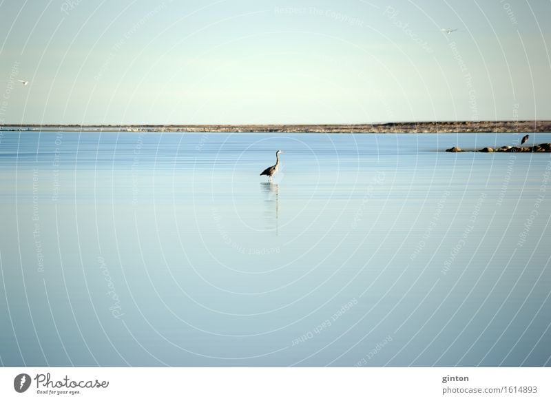 Fischreiher am Saltonsee Natur Landschaft Tier Wasser Küste Seeufer Vogel fliegen Jagd stehen ruhig Cologne Fine Art Natur Fine Art Graureiher Reiher Porträt