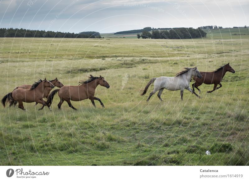 Galoppierende Wildpferde II Reiten Reitsport galoppieren Natur Landschaft Pflanze Tier Gras Weide Wiese Feld Pferd Tiergruppe rennen ästhetisch sportlich wild