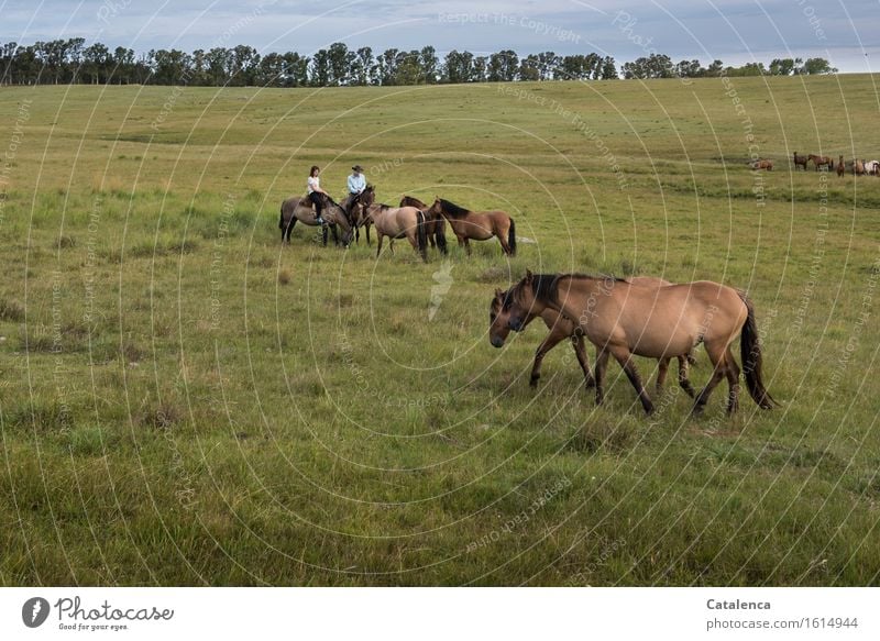 Begrüßung; Reiter und Wildpferde Reiten Mensch Junge Frau Jugendliche Junger Mann 2 Landschaft Pflanze Tier Horizont Eukalyptusbäume Wiese Feld Pferd Tiergruppe