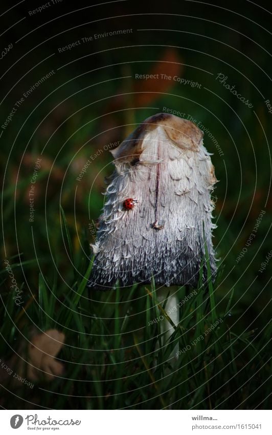 Schopftintling mit Marienkäfer Herbst Gras Pilz Pilzhut essbar Tintlinge Spargelpilz Tintenpilz Tintenschopfling champignonverwandt Käfer Natur Speisepilz