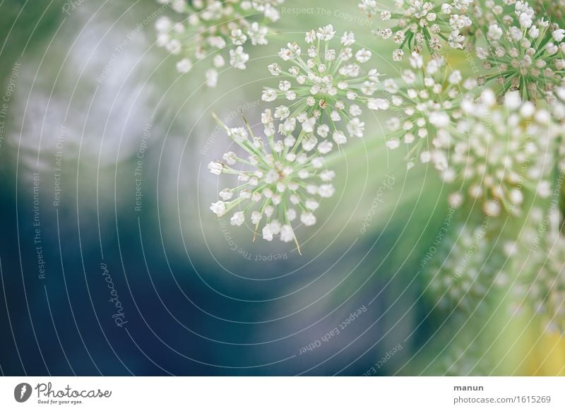 filigran 2 Natur Frühling Pflanze Blume Sträucher Blüte Frühlingsblume Frühblüher natürlich positiv schön blau grün weiß Frühlingsgefühle Leichtigkeit Farbfoto