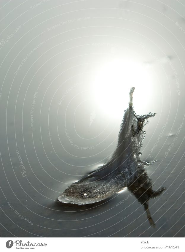 feder Feder Gewässer See Reflexion & Spiegelung leicht Schatten Gegenlicht Wassertropfen zart sanft weich schön Vogel plumologie konturfeder