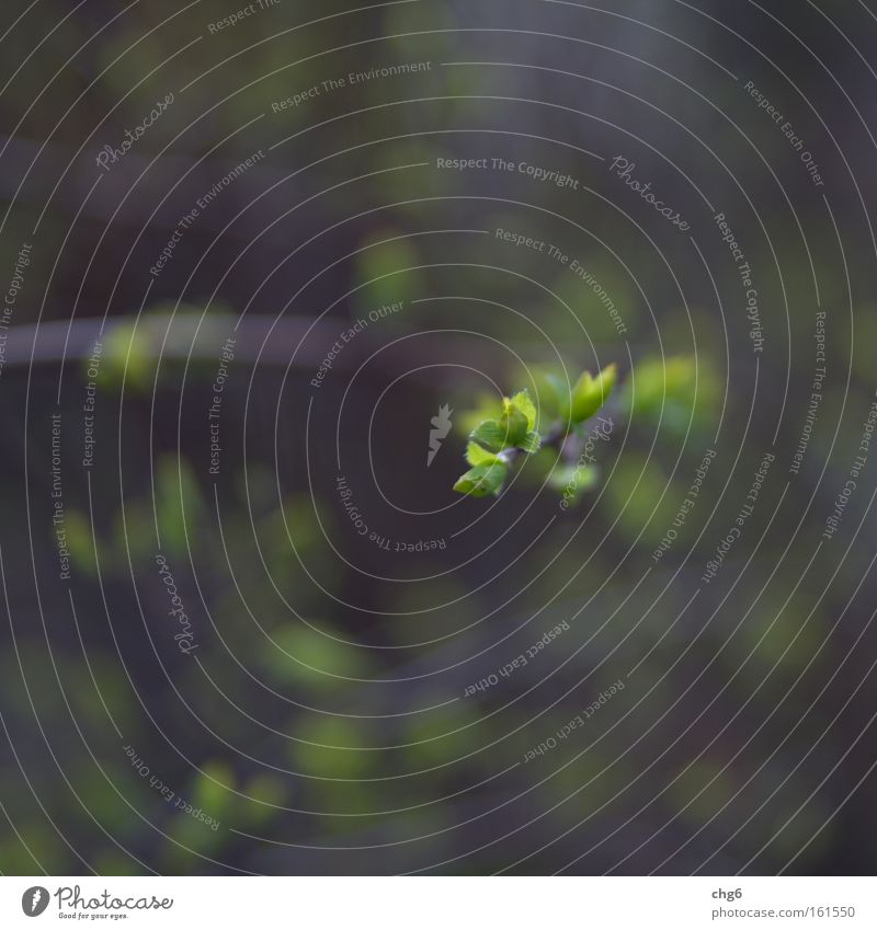 Der Frühling kommt.... Zweig Blatt grün Blattknospe Sträucher Unschärfe Wachstum Pflanze Park Deutschland