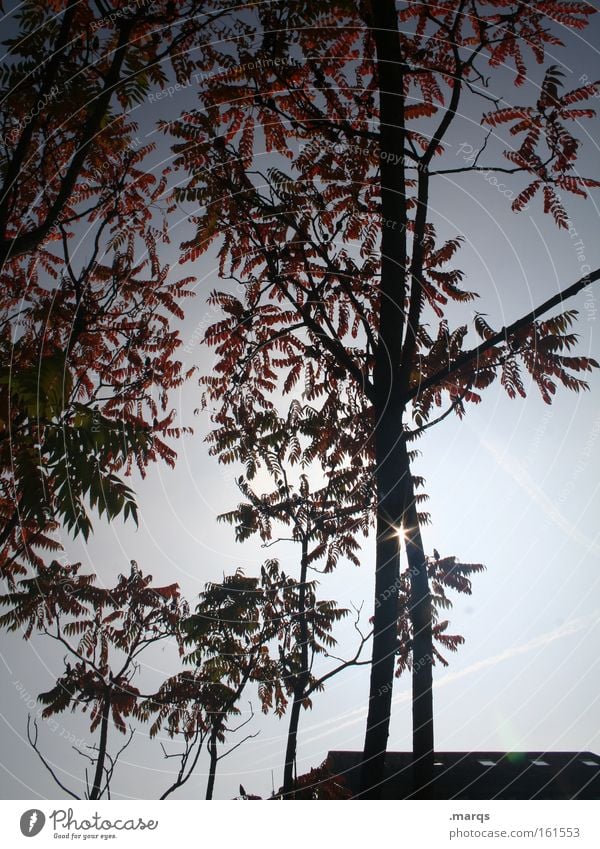 Lichtblick Farbfoto Außenaufnahme Morgen Silhouette Sonnenstrahlen Gegenlicht Natur Pflanze Frühling Baum Blatt Blühend blau rot Ast