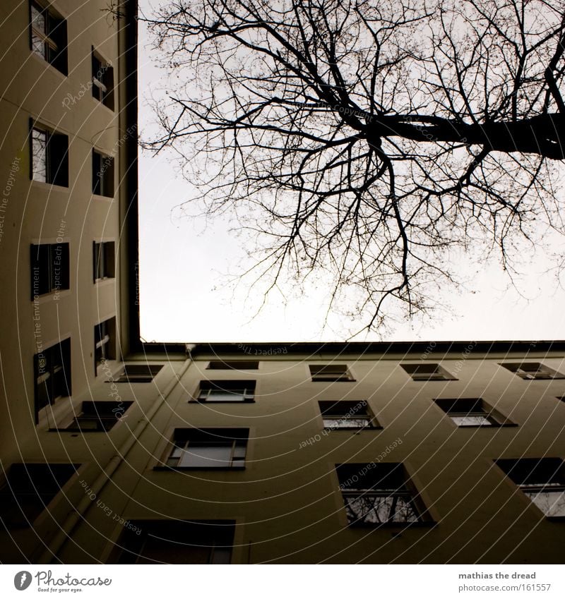 ANDERER HINTERHOF Haus Gebäude Altbau Wohnung Froschperspektive Himmel blau Fenster Linie Baumkrone Ast Holz Fensterscheibe hoch Trauer Verzweiflung Herbst