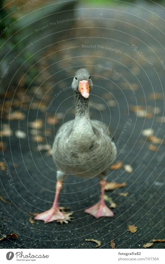 gans oder gar nicht Gans Tier Zoo Blatt Herbst Feder fliegen Schnabel Wildtier Ernährung Braten orange grün grau braun Vogel