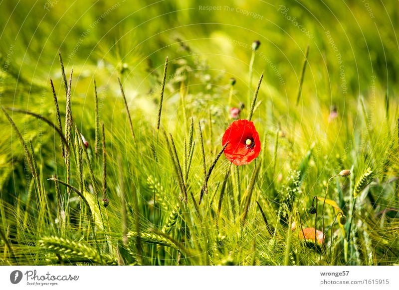 Farbtupfer Natur Pflanze Sommer Schönes Wetter Blume Grünpflanze Nutzpflanze Wildpflanze Mohn Mohnblüte Getreidefeld Kornfeld Feld natürlich schön gelb grün rot