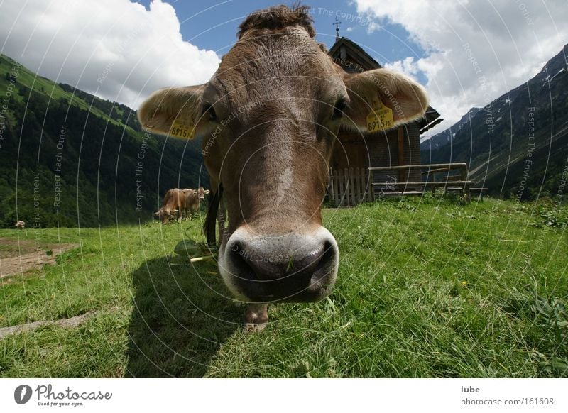 Kuh for you Vieh Landwirtschaft Rind Milchwirtschaft Elchkuh Milcherzeugnisse Säugetier braunvieh