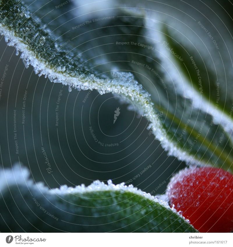 EisBeer in Sicht! Nahaufnahme Makroaufnahme Winter kalt Frost Raureif gefroren Beeren Ecke Am Rand Gemeiner Stechdorn Stechpalme Gift Ilex aquifolium chribier