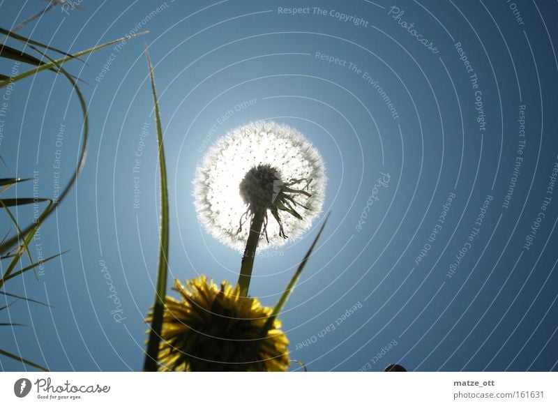 der Sonne entgegen Löwenzahn Himmel blau Gegenlicht Pflanze Natur gelb Blume Blüte Frühling Licht hell Makroaufnahme Nahaufnahme sky