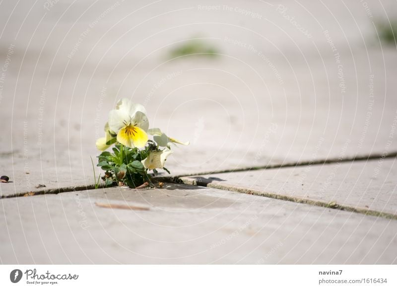 Hope Umwelt Pflanze Frühling Sommer Blüte Stiefmütterchen klein gelb Optimismus Kraft Willensstärke Hoffnung Einsamkeit Entschlossenheit Hornveilchen Lücke