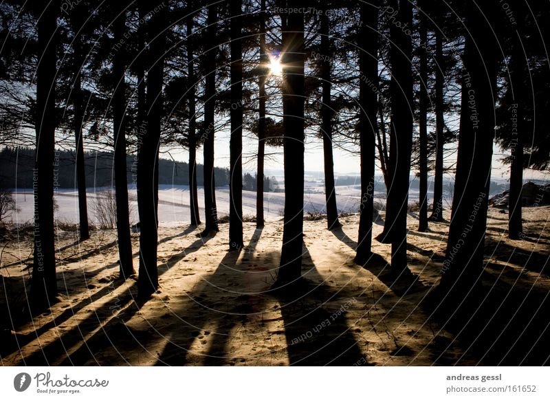 Sonnenschatten Baum Holz Schatten Winter Landschaft Reflexion & Spiegelung Schnee Wald