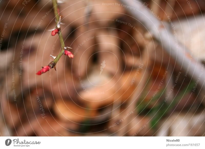 zarte Knospen - spitze Dornen Frühling Rose Park Blühend neu aufwachen Blütenknospen Blattknospe Hagebutten Dornenbusch Farbfoto Hundsrose