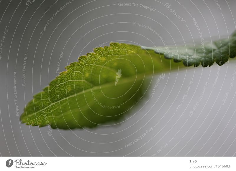 Blatt Natur Pflanze Frühling Sommer Bewegung Blühend ästhetisch authentisch einfach elegant frisch natürlich grau grün Frühlingsgefühle Gelassenheit geduldig