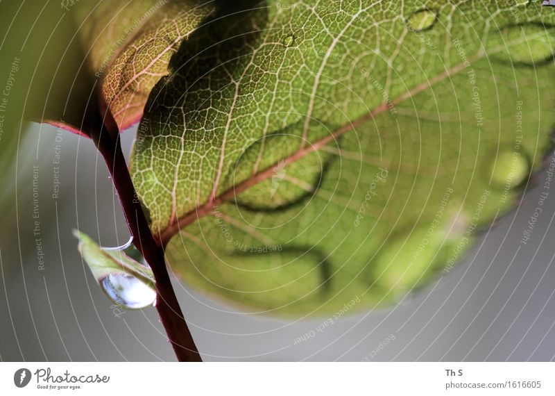 Regen Natur Pflanze Frühling Sommer Blatt Blühend ästhetisch authentisch einfach elegant frisch nass natürlich grau grün rot Gelassenheit geduldig ruhig