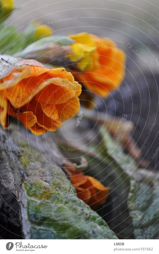 Vergängliche Jugend - II Blume Beerdigung Tod Souvenir Friedhof Frühling Herbst Trauer Blüte Erinnerung weinen Vergänglichkeit Abschied Verzweiflung getrocknet