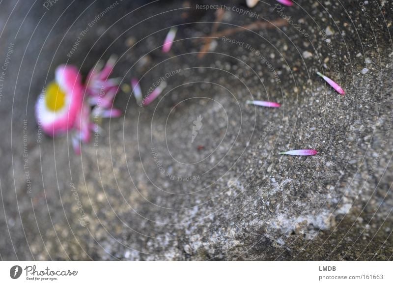 Fährte Gänseblümchen Blume Blütenblatt Asphalt Beton Spuren zählen süß verteilt Frieden rosa-weiß er liebt mich - er liebt mich nicht Mädchenfarben Hippie