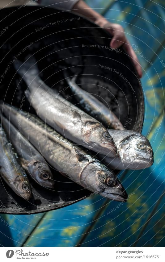 Roher Fisch. Dorade, Wolfsbarsch, Makrele und Sardinen Meeresfrüchte Mittagessen Pfanne Koch frisch blau schwarz Zitrone roh Fett Zutaten Mahlzeit Speise