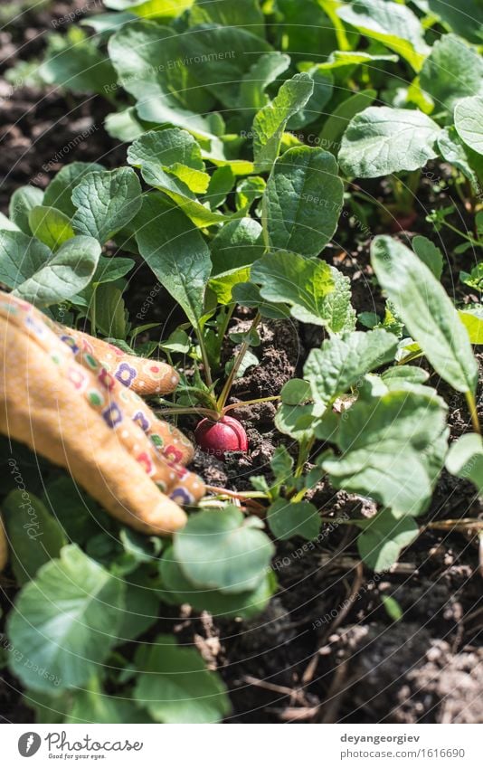 Radieschen im Garten pflücken Gemüse Vegetarische Ernährung Sommer Gartenarbeit Frau Erwachsene Hand Natur Pflanze Erde Blatt Wachstum frisch grün rot organisch