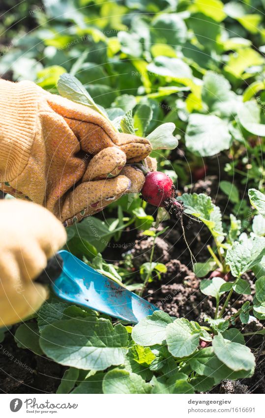 Radieschen im Garten pflücken. Gemüse Vegetarische Ernährung Sommer Gartenarbeit Frau Erwachsene Hand Natur Pflanze Erde Blatt Wachstum frisch grün rot