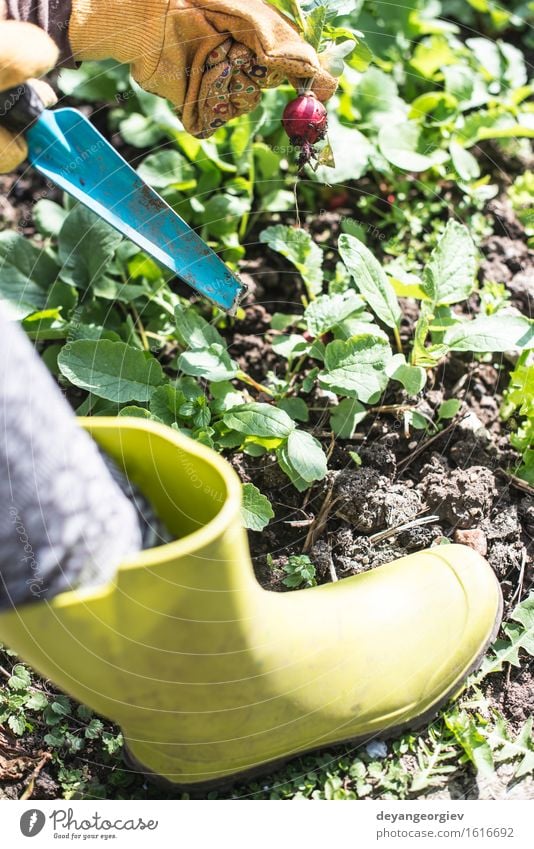 Radieschen im Garten pflücken Gemüse Vegetarische Ernährung Sommer Gartenarbeit Frau Erwachsene Hand Natur Pflanze Erde Blatt Wachstum frisch grün rot organisch