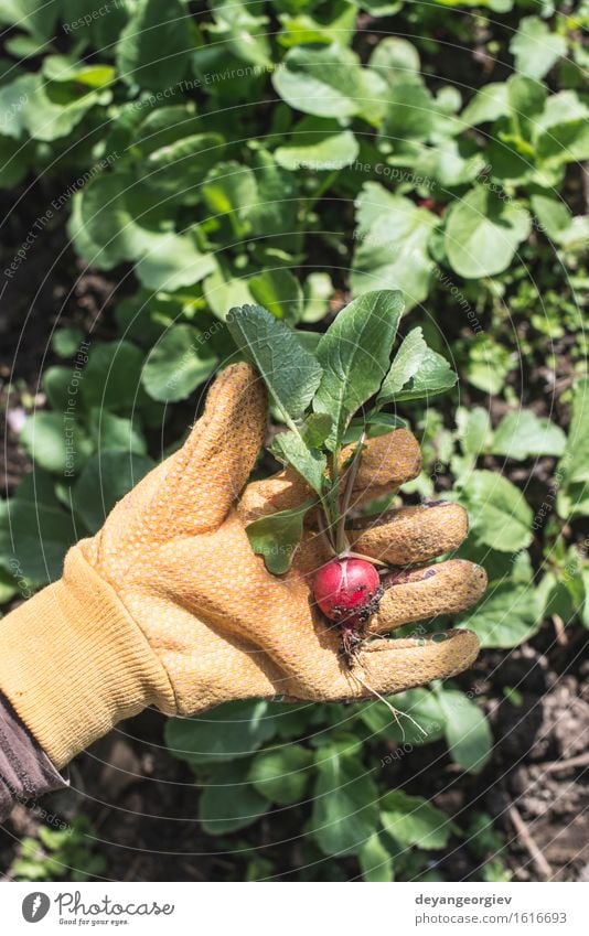 Radieschen im Garten pflücken Gemüse Vegetarische Ernährung Sommer Gartenarbeit Frau Erwachsene Hand Natur Pflanze Erde Blatt Wachstum frisch grün rot organisch