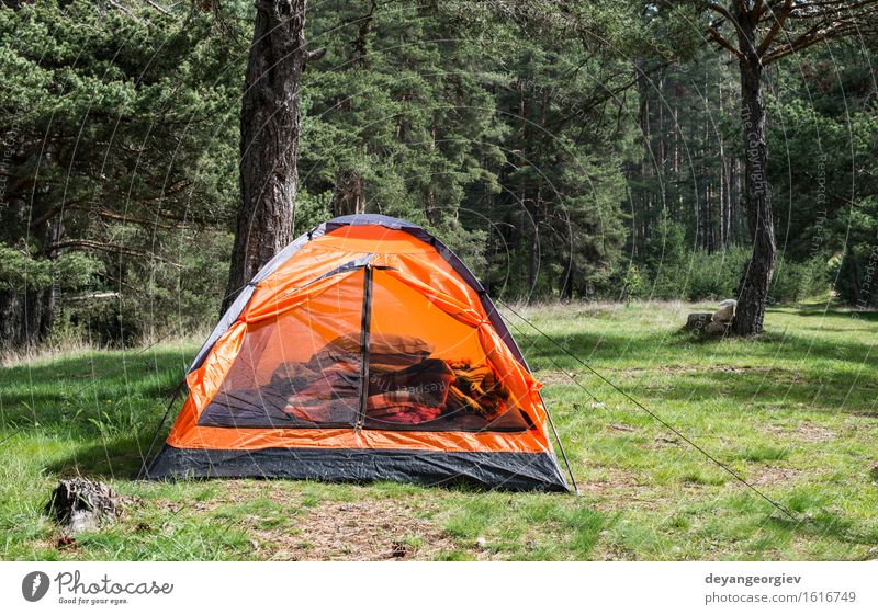 Orange Zelt in einem Kiefernwald Erholung Freizeit & Hobby Ferien & Urlaub & Reisen Tourismus Abenteuer Camping Sommer Berge u. Gebirge wandern Natur Landschaft