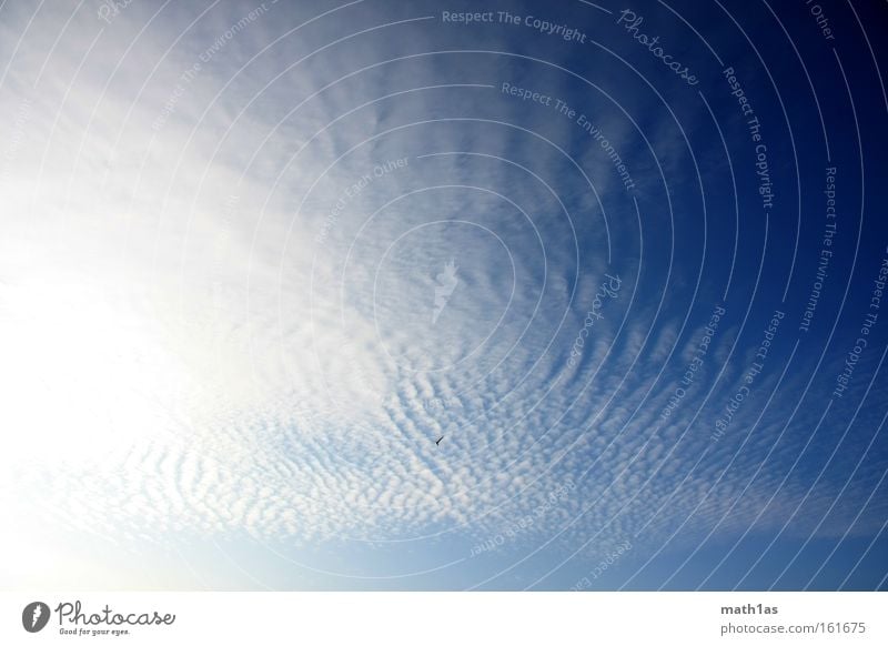 Schäfchenwolke Himmel Wolken Lamm blau weiß Streifen Wasser Sommer sheep white Nebel