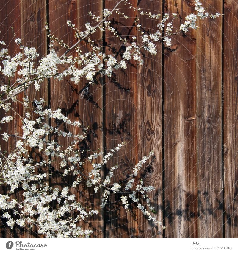 es blüht... Umwelt Natur Pflanze Frühling Schönes Wetter Sträucher Blüte Wildpflanze Zweig Holz Blühend Wachstum authentisch außergewöhnlich schön einzigartig