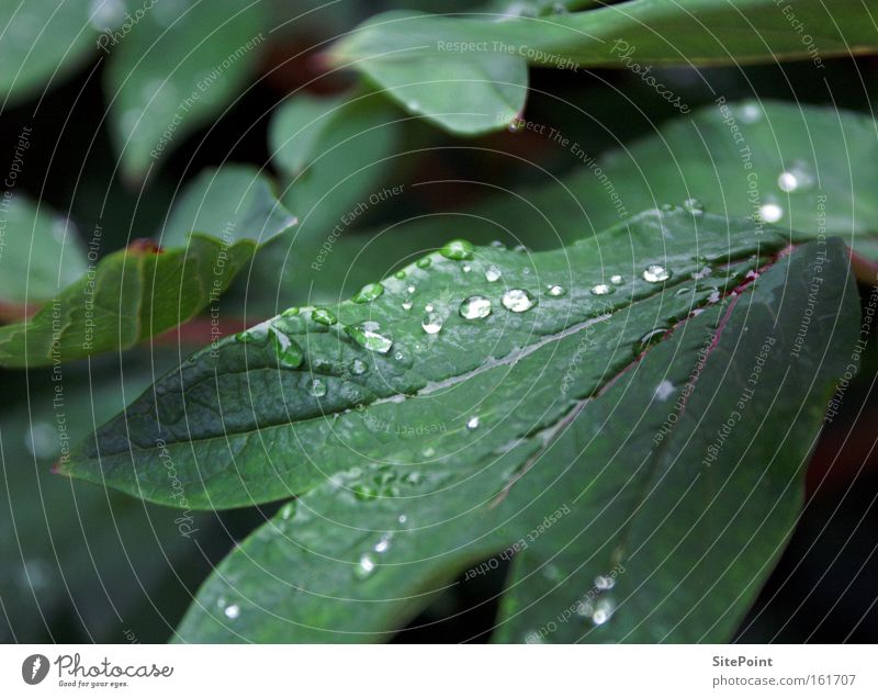 Tau Frühling Morgen Wassertropfen Tropfen grün Blatt Pflanze Park