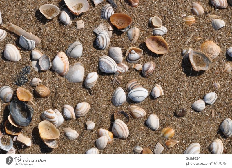 Muscheln Strand Meer Natur Tier Sand Küste Nordsee Totes Tier Tiergruppe beobachten nass natürlich braun Tod Fernweh Zufriedenheit chaotisch