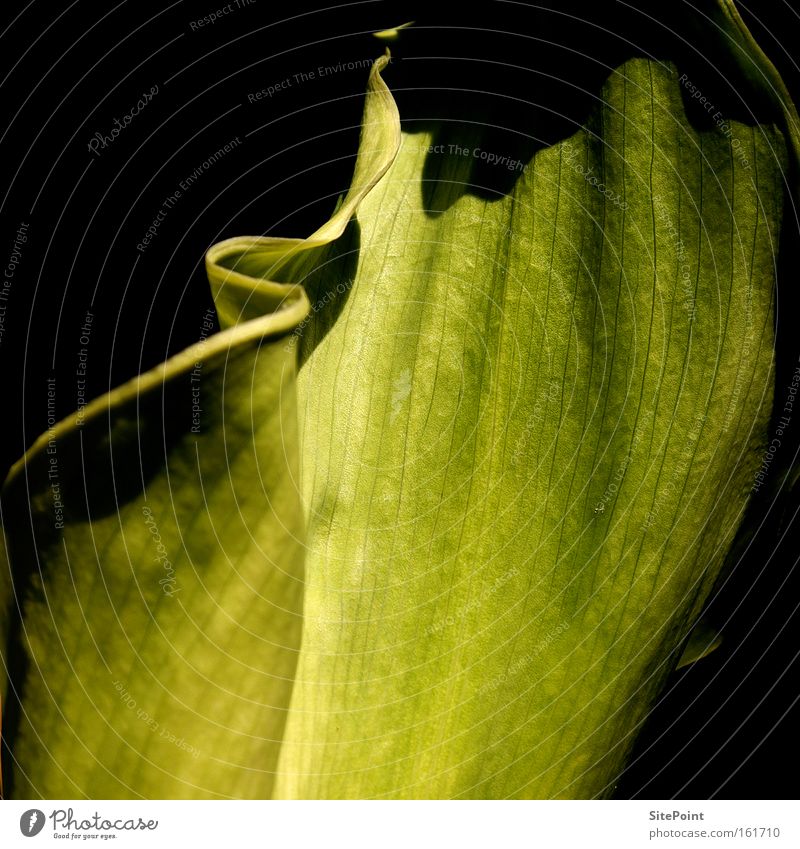 Grüne Calla Detailaufnahme grün weiß schwarz Licht Schatten Blume Blüte Pflanze Blatt Park