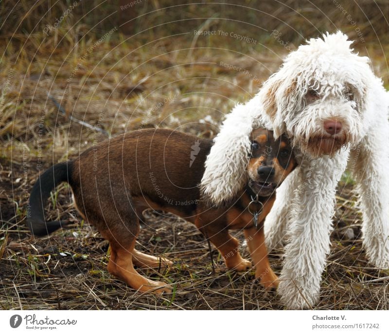 Ziemlich beste Freunde Haustier Hund 2 Tier berühren festhalten Blick Spielen stehen frech kuschlig lustig Neugier niedlich braun schwarz weiß Freude