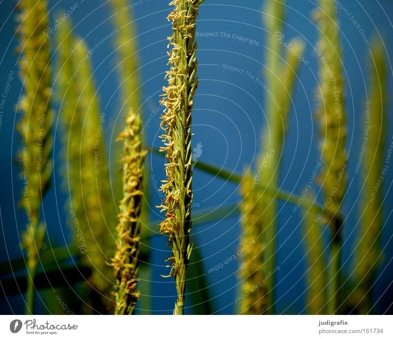 Sommer Gras Strand Küste Stranddüne Himmel Wasser grün blau Natur Umwelt Pollen Farbe strandhafer