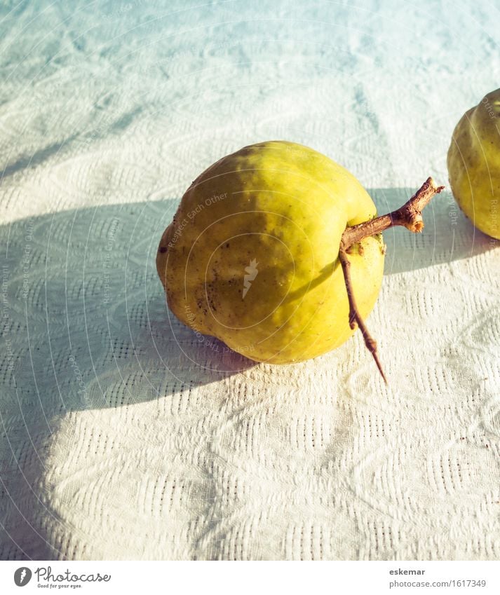 Quitte Lebensmittel Frucht Bioprodukte Vegetarische Ernährung Garten Tischwäsche Erntedankfest Sonnenlicht Herbst ästhetisch authentisch Duft hell lecker nah