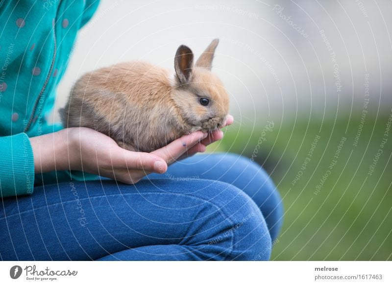 i bleib bei dir Mädchen Körper Hand Finger Beine 8-13 Jahre Kind Kindheit Garten Haustier Tiergesicht Fell Schnauze Zwergkaninchen Nagetiere Säugetiere