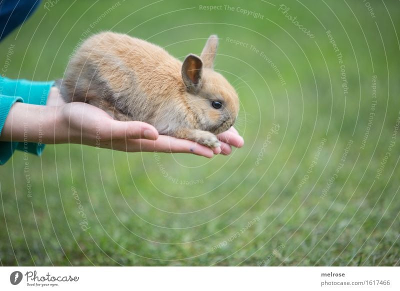 und Sprung ... Mädchen Hand Finger 1 Mensch 8-13 Jahre Kind Kindheit Haustier Tiergesicht Fell Pfote Hasenlöffel Zwergkaninchen Nagetiere Säugetier Tierjunges