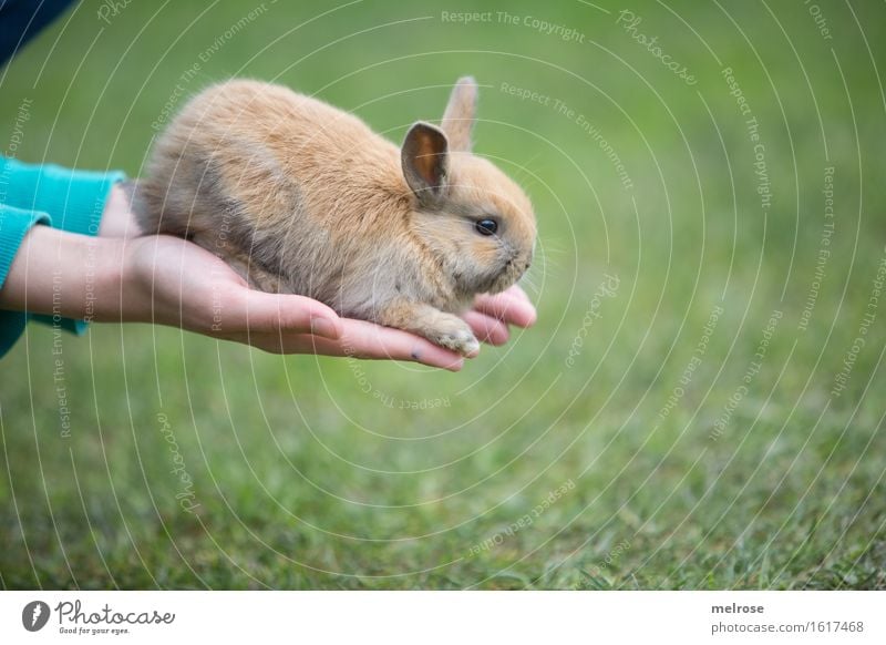 A N G S T Hase Mädchen Hand Finger 1 Mensch 8-13 Jahre Kind Kindheit Haustier Tiergesicht Fell Pfote Hasenbaby Hasenlöffel Zwergkaninchen Nagetiere Säugetier