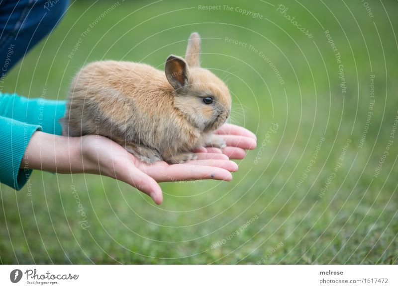 DienstagsHASE Mädchen Arme Hand Finger 1 Mensch 8-13 Jahre Kind Kindheit Haustier Tiergesicht Fell Pfote Hasenbaby Zwergkaninchen Säugetier Nagetiere