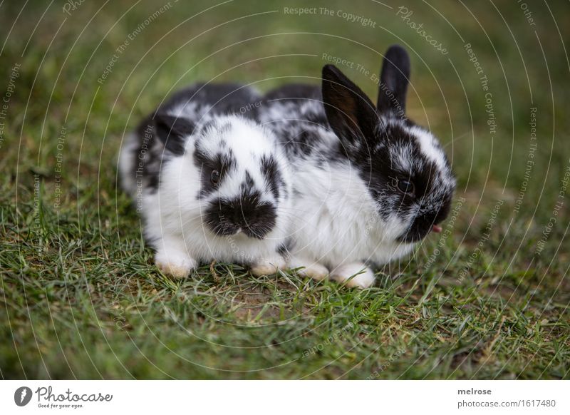 bähhhhhhh Haustier Tiergesicht Fell Pfote Hasenlöffel Zwergkaninchen Zwilling Säugetiere Nagetiere 2 Tierjunges Zunge Erholung genießen sitzen Freundlichkeit