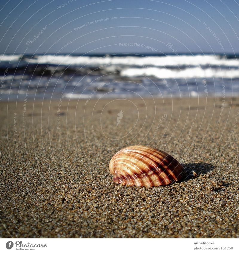 Strandspaziergang Farbfoto Außenaufnahme Nahaufnahme Tag Abend Sonnenlicht Schwache Tiefenschärfe Froschperspektive Erholung Ferien & Urlaub & Reisen Tourismus