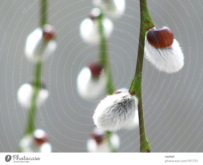 wollig weich Natur Frühling Pflanze Baum Balkonpflanze Weide Weidenkätzchen Sal-Weide Hängeweide Fell hell kuschlig Vorfreude rein Wachstum minimalistisch zart