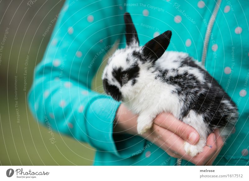 eine Hand voll Flecky Mädchen Arme Finger Oberkörper 1 Mensch 8-13 Jahre Kind Kindheit Garten Haustier Tiergesicht Fell Pfote Zwergkaninchen Nagetiere Säugetier