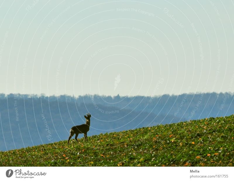 Bergauf Reh Wildtier frei stehen Wachsamkeit Blick aufwärts Feld Wald Frühling Säugetier Rehbock Neigung